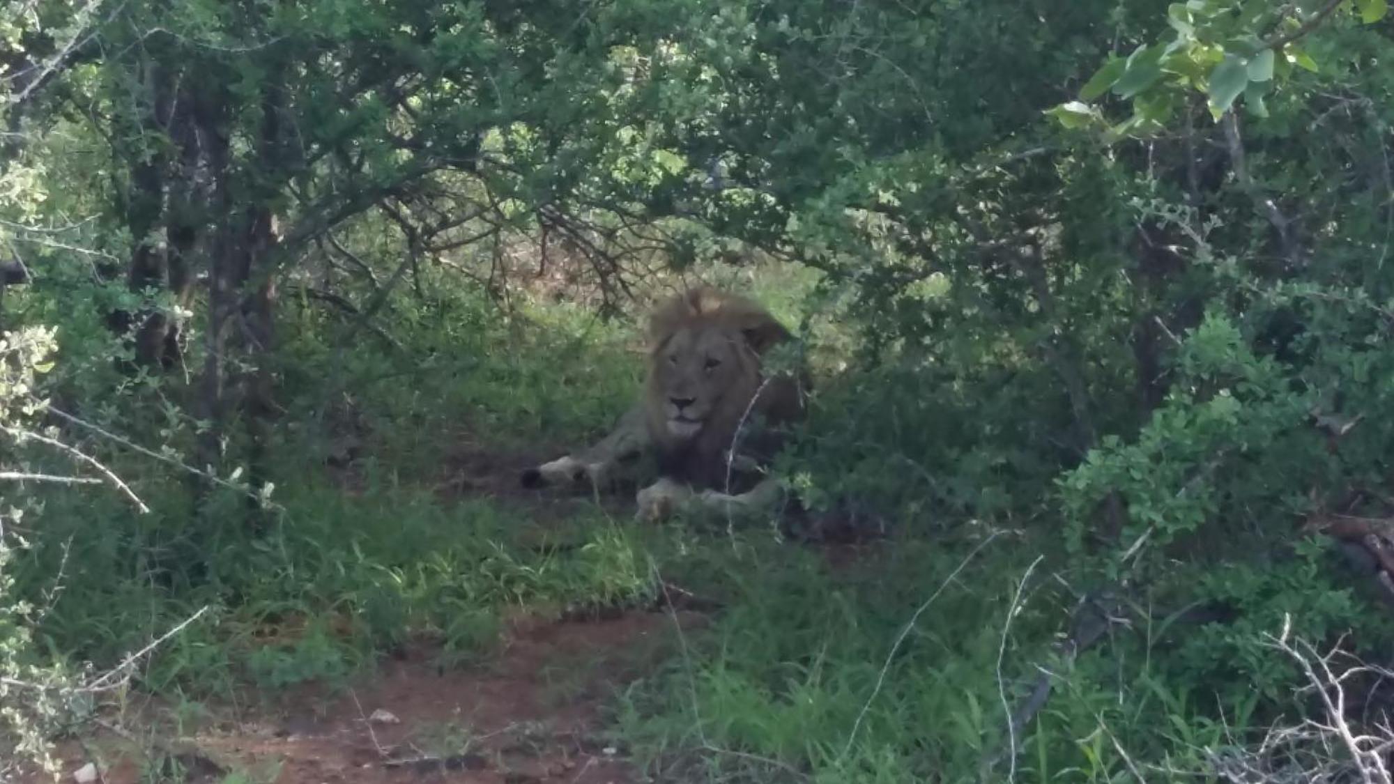 Muweti Bush Lodge Grietjie Game Reserve Экстерьер фото