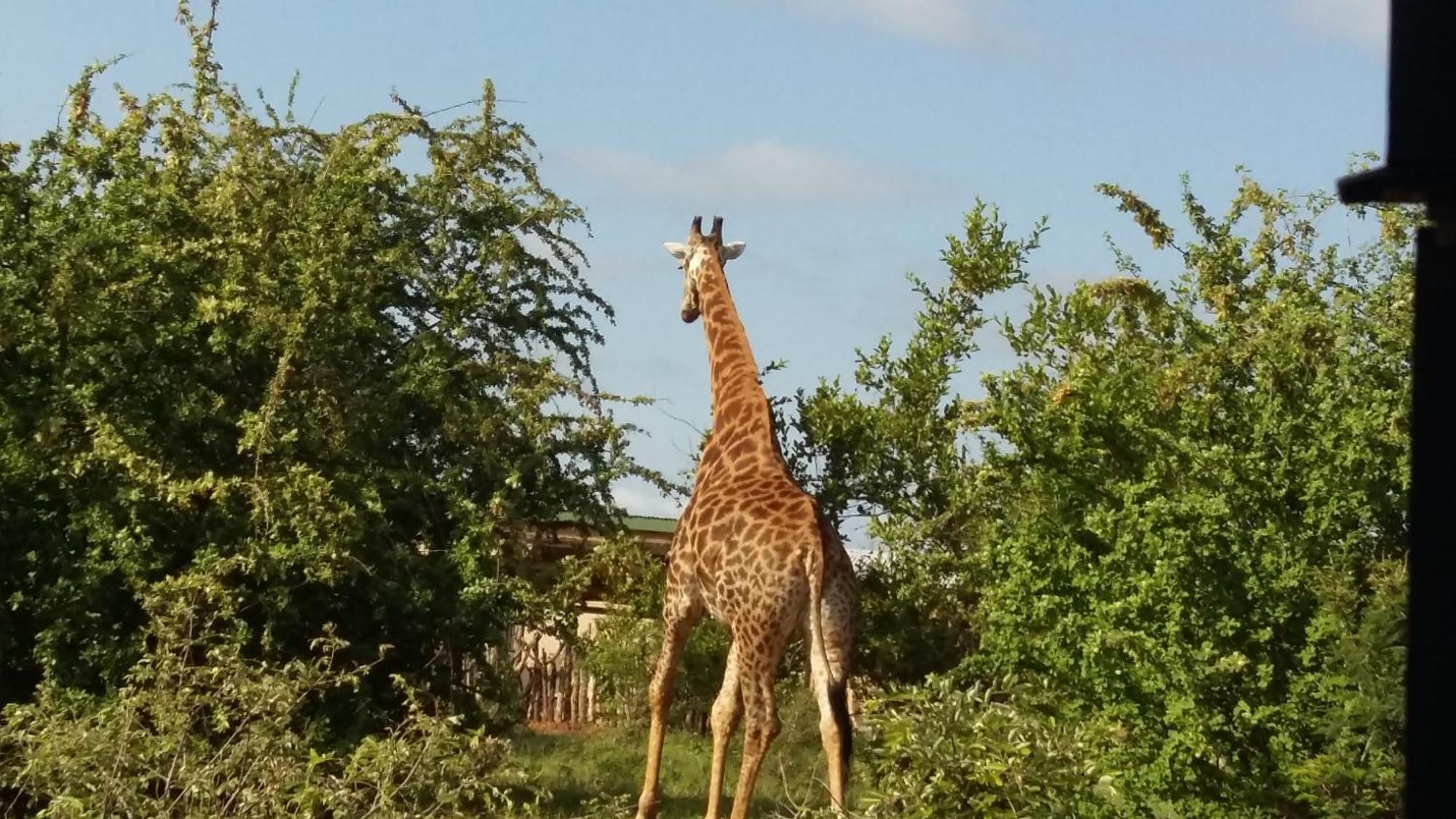 Muweti Bush Lodge Grietjie Game Reserve Экстерьер фото