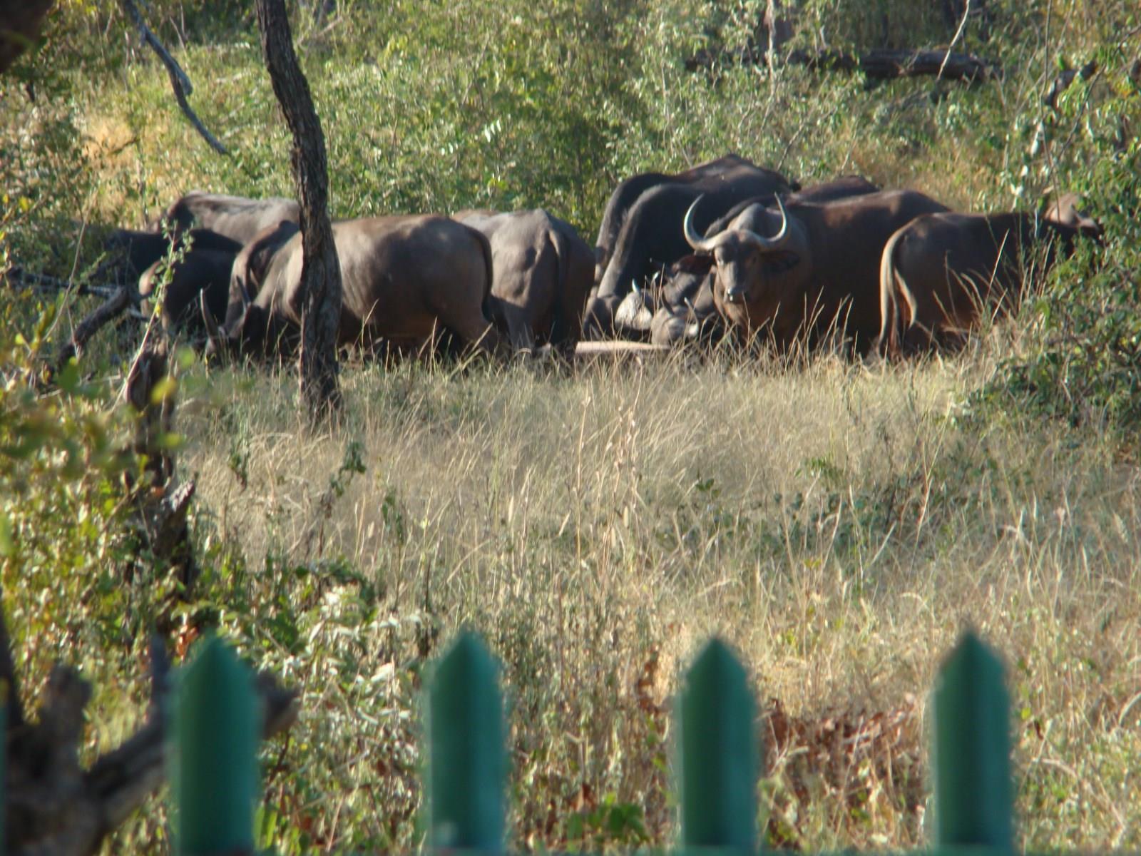 Muweti Bush Lodge Grietjie Game Reserve Экстерьер фото