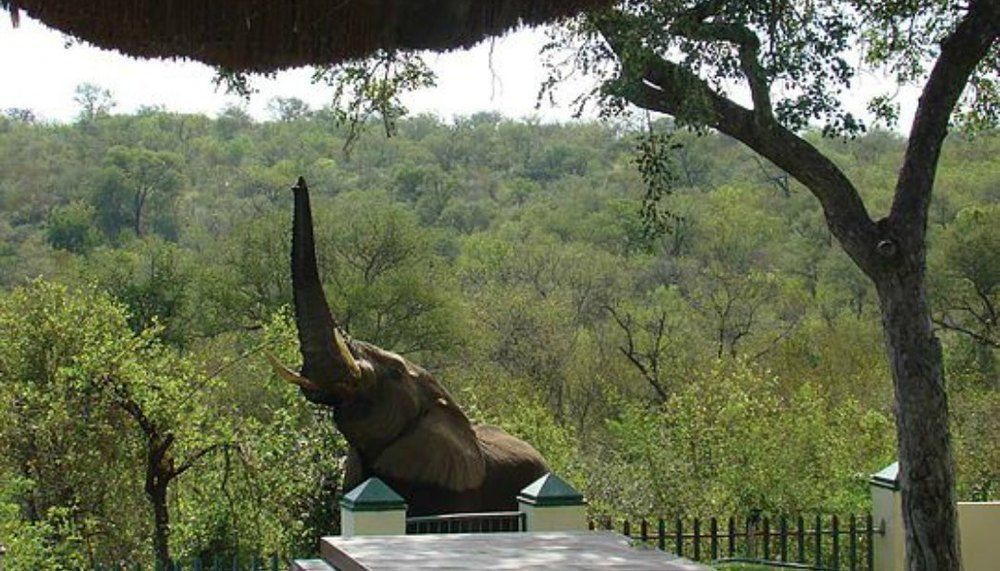 Muweti Bush Lodge Grietjie Game Reserve Экстерьер фото