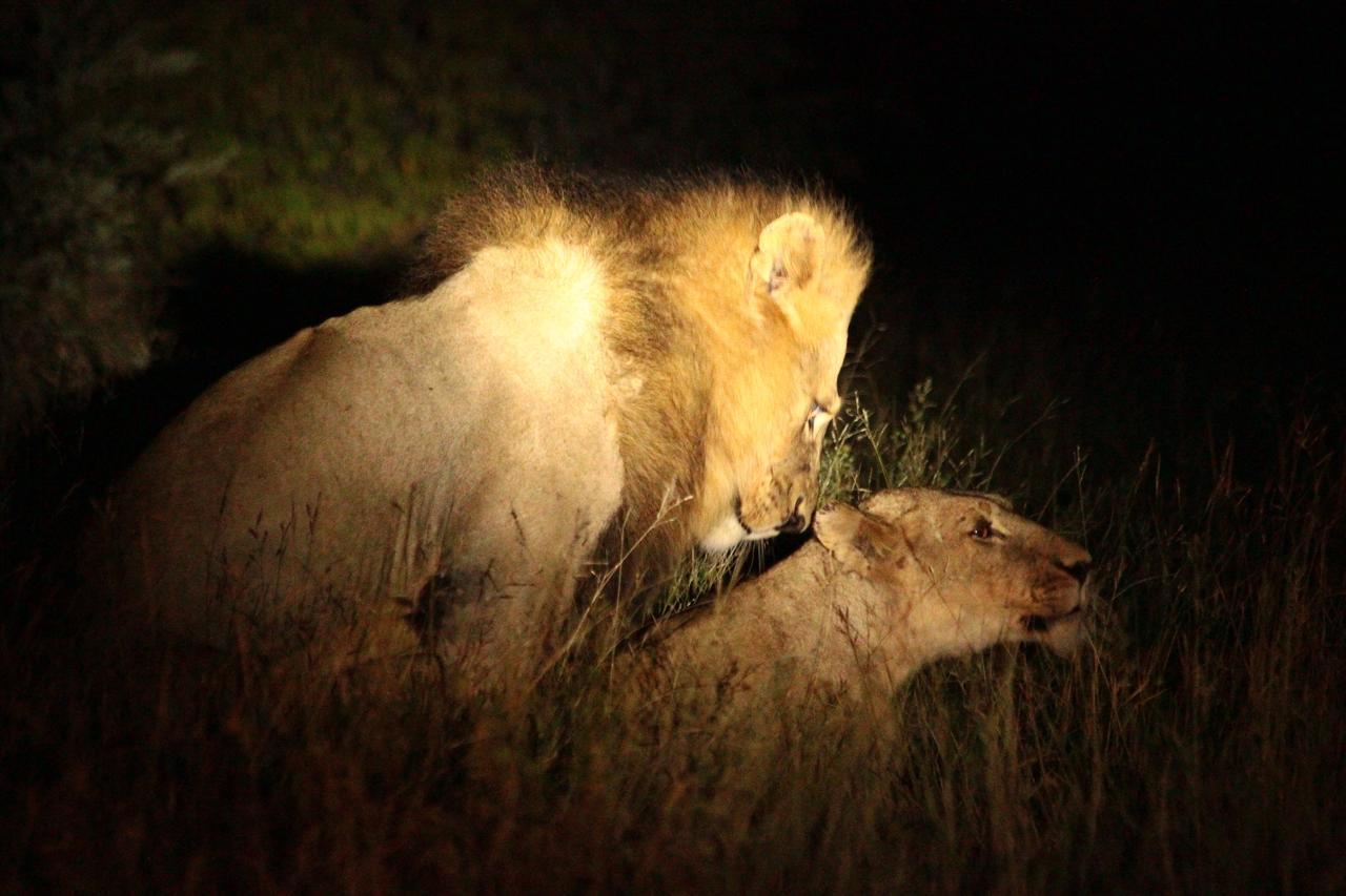 Muweti Bush Lodge Grietjie Game Reserve Экстерьер фото