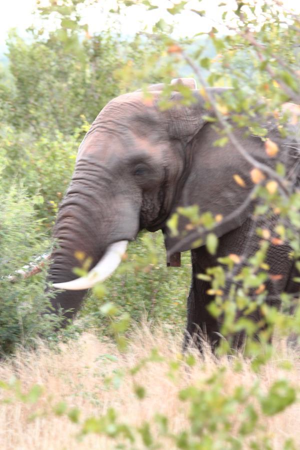 Muweti Bush Lodge Grietjie Game Reserve Экстерьер фото