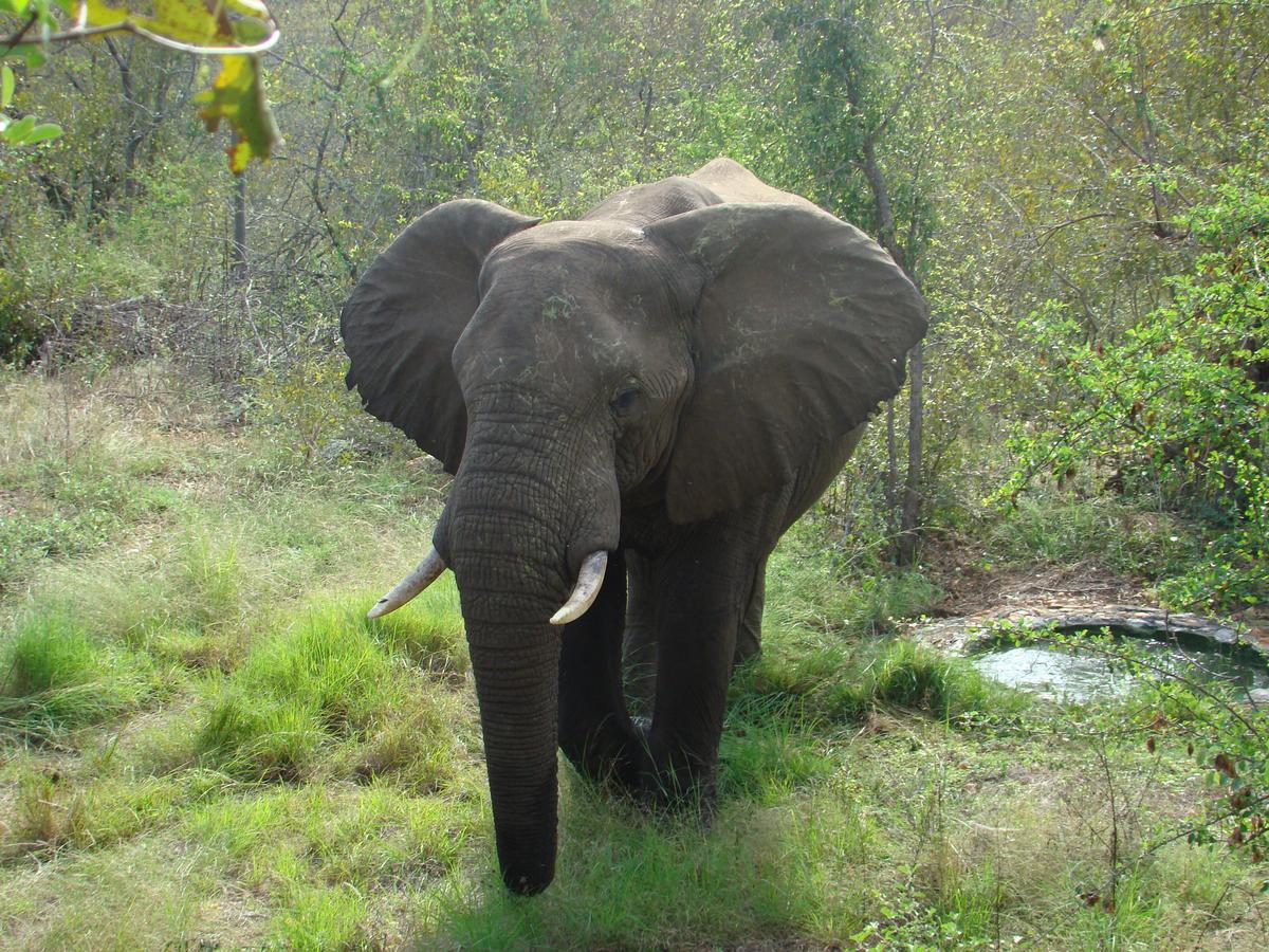 Muweti Bush Lodge Grietjie Game Reserve Экстерьер фото