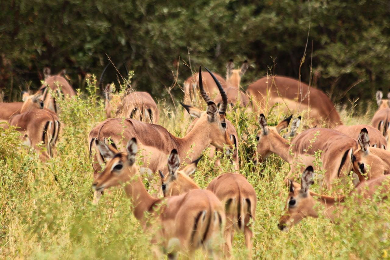 Muweti Bush Lodge Grietjie Game Reserve Экстерьер фото